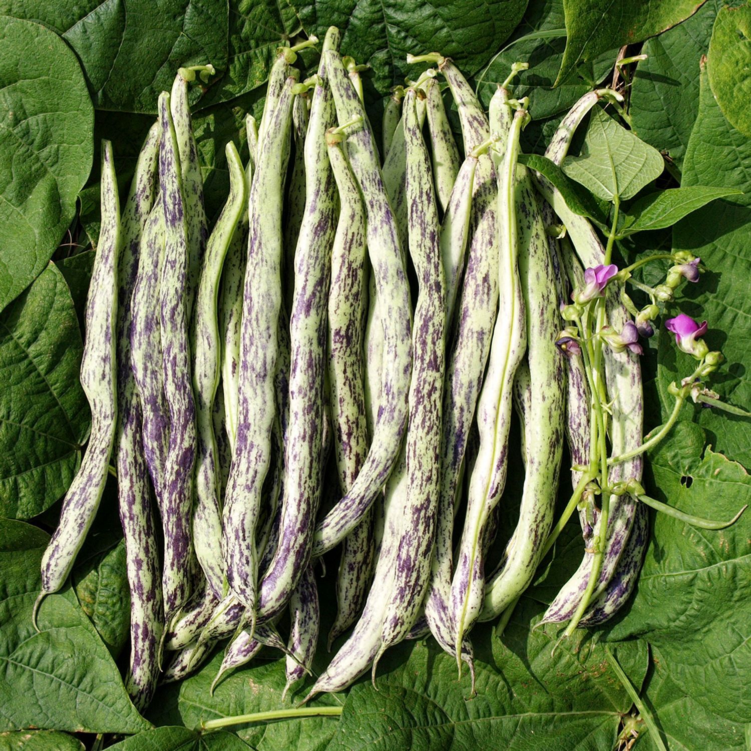 Weinländerin (Phaseolus vulgaris) Samen