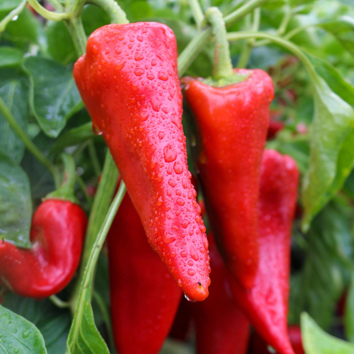 Piquillo (Capsicum annuum) Samen