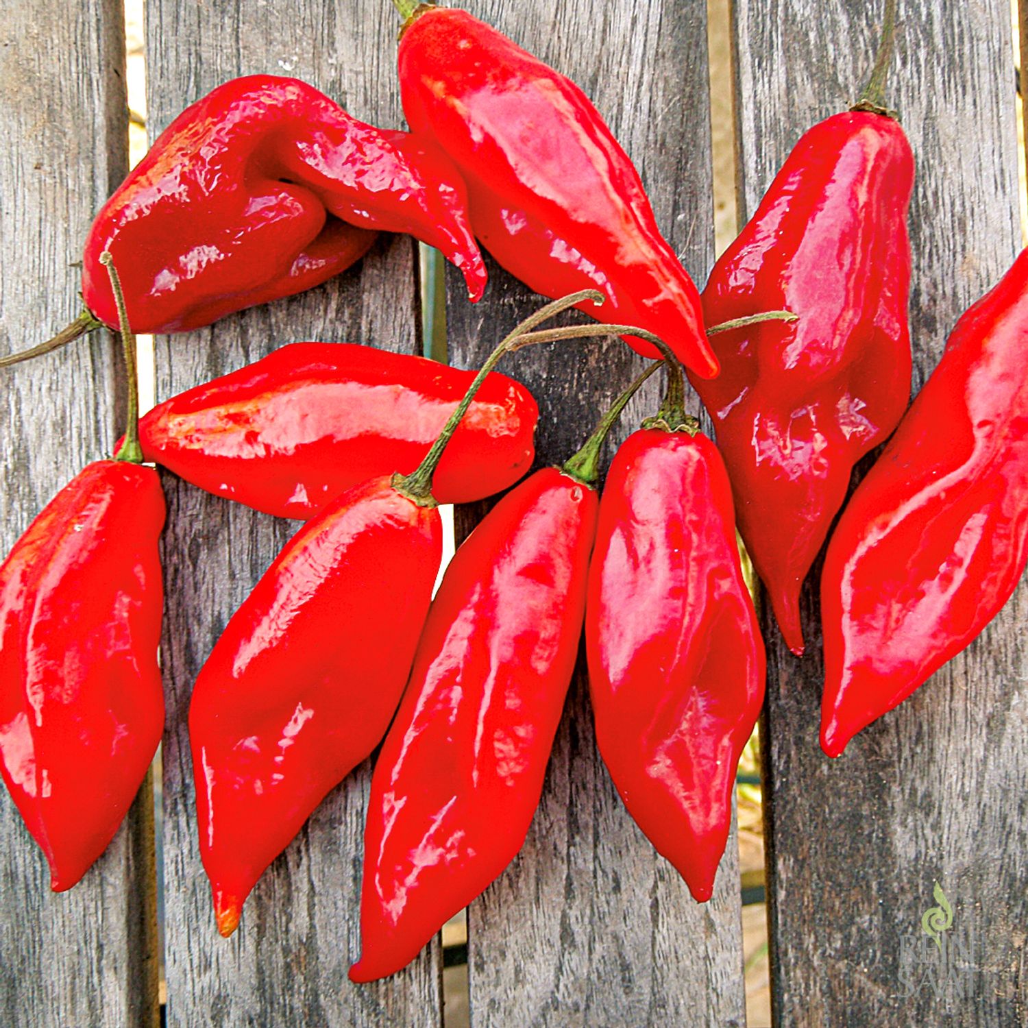 Habanero Rot (Capsicum chinense) Samen