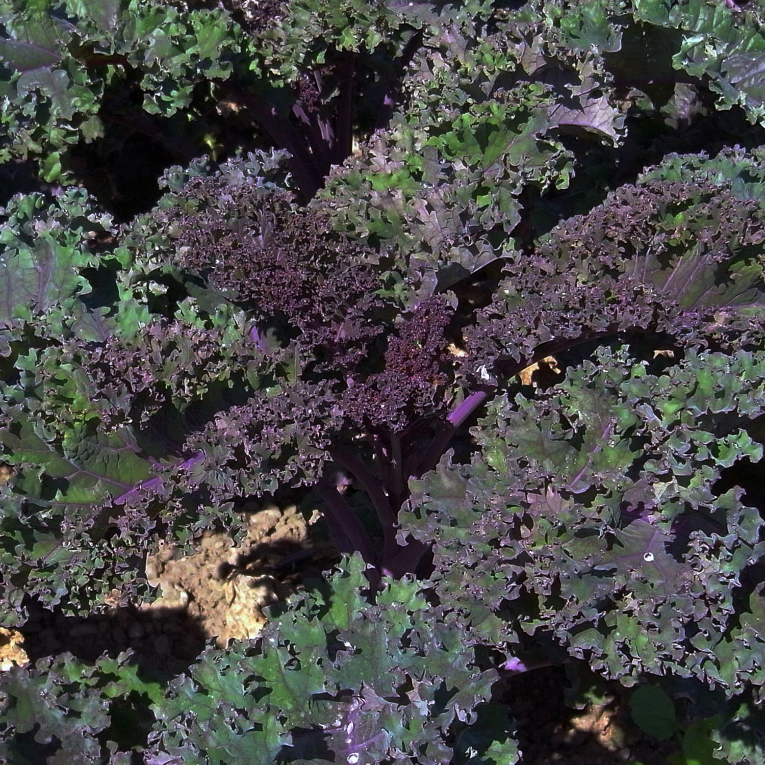 Roter Krauser (Brassica oleracea var. sabellica) Samen