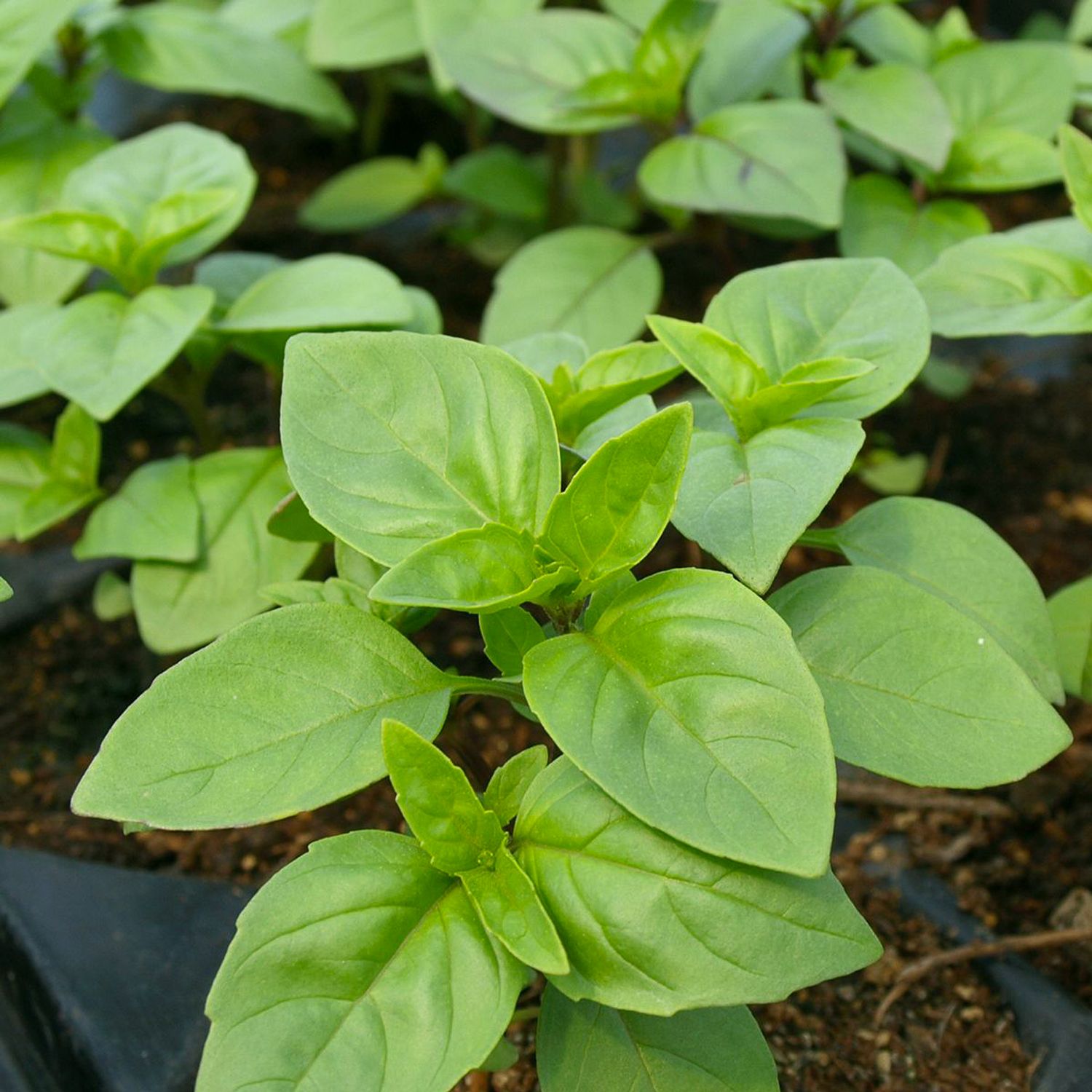 Zimtbasilikum (Ocimum basilicum) Samen