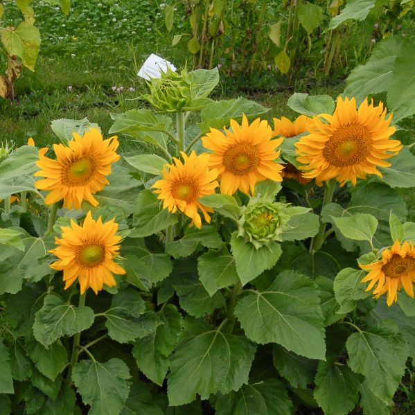Sunspot » Sonnenblumen - Altes & historisches Saatgut
