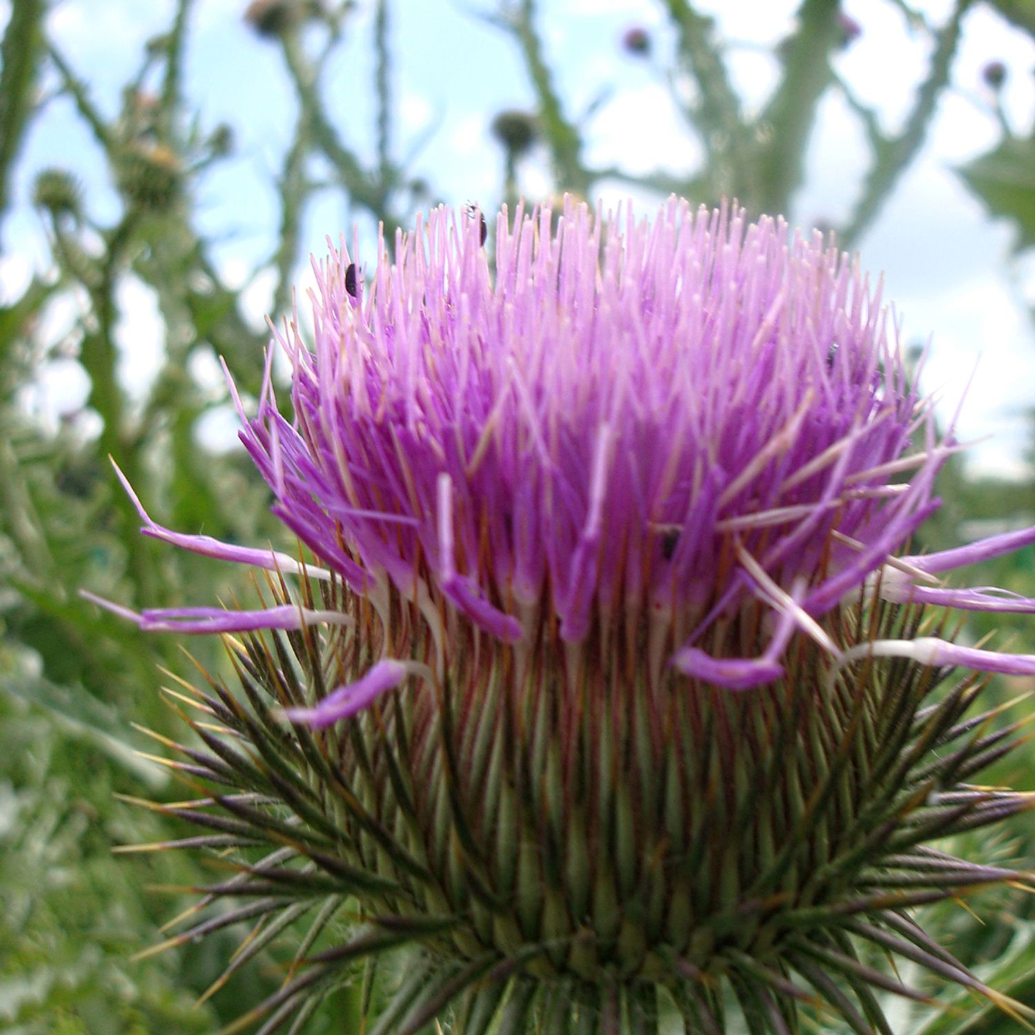 Eselsdistel (Onopordum acanthium) Samen