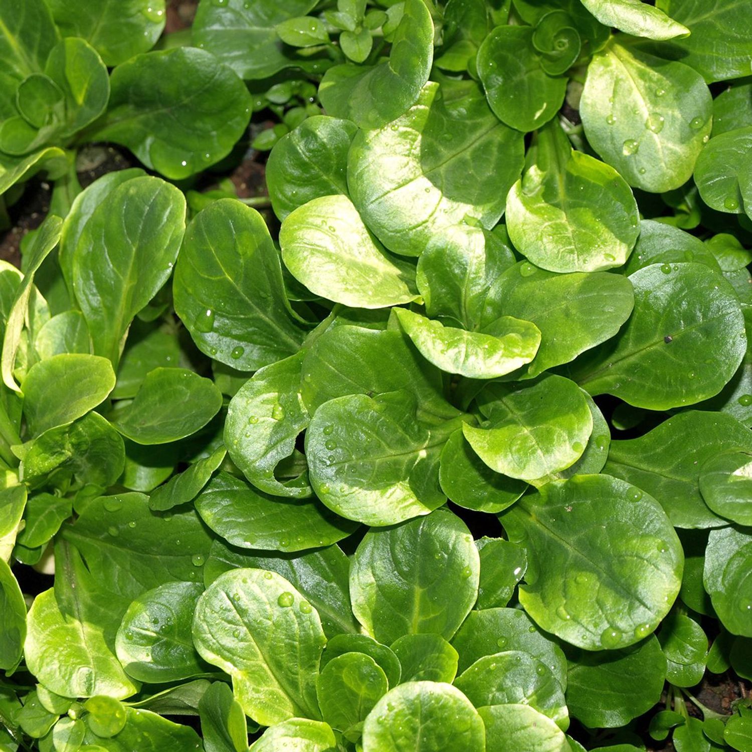 Coquille De Louviers (Valerianella locusta) Samen