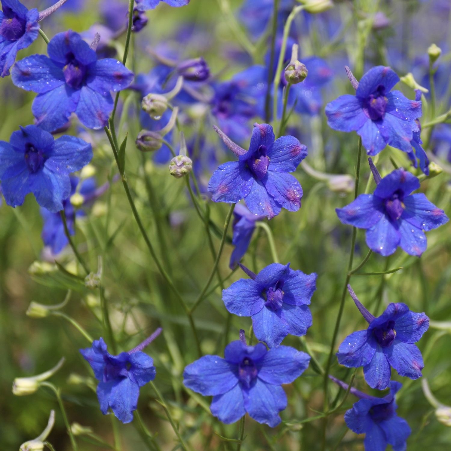 Sichuan-Rittersporn (Delphinium tatsienense) Samen