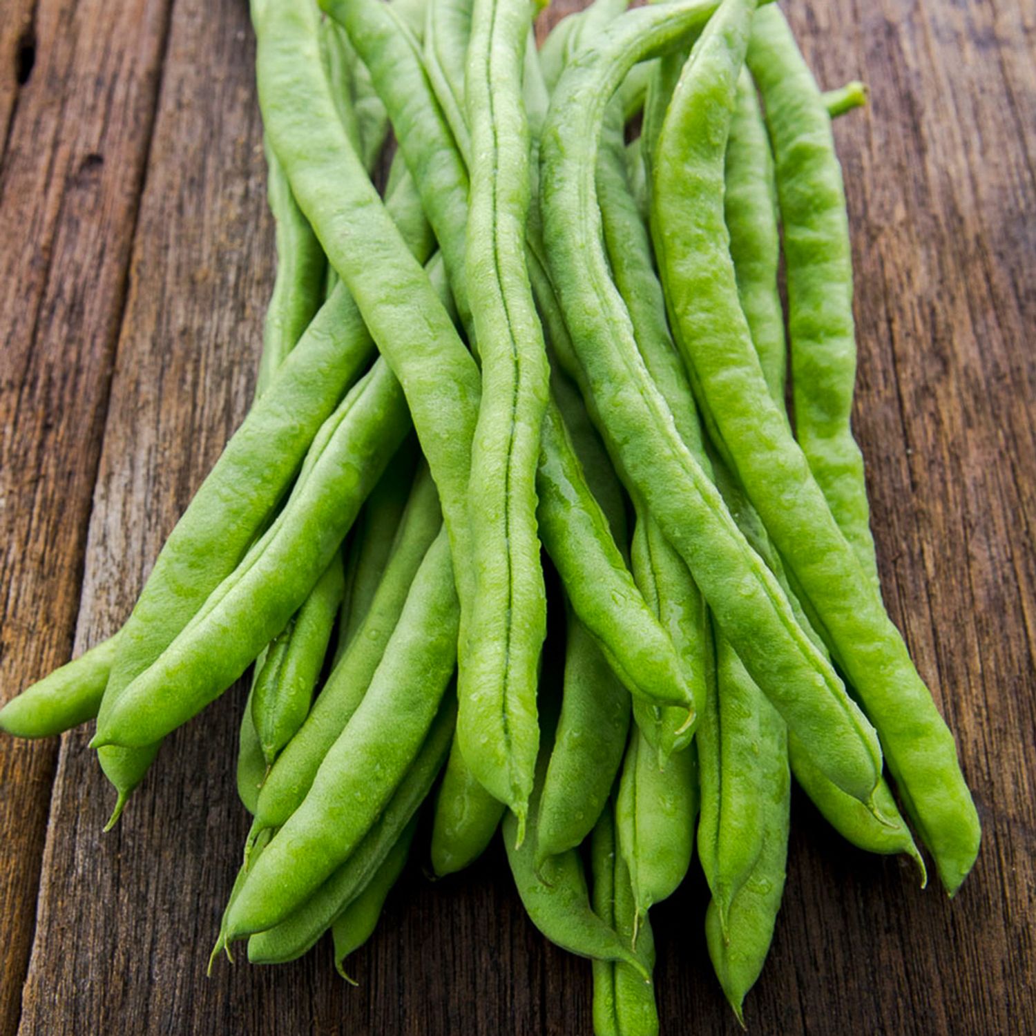 Neckarkönigin (Phaseolus vulgaris) Samen