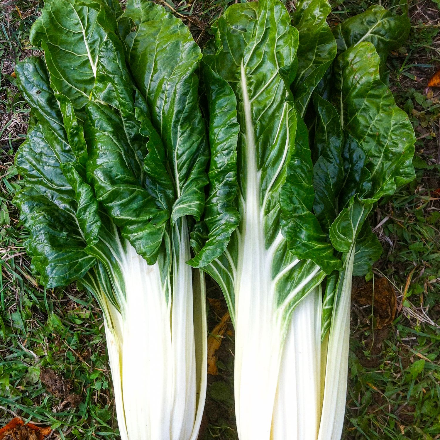 Walliser (Beta vulgaris subsp. vulgaris) Samen