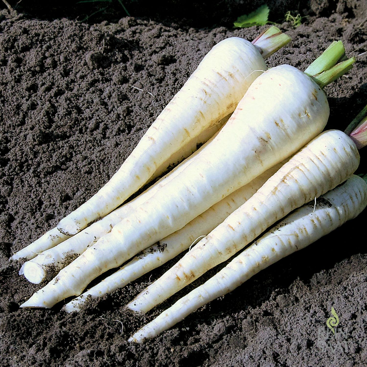 Schleswiger Schnee (Pastinaca sativa) Samen