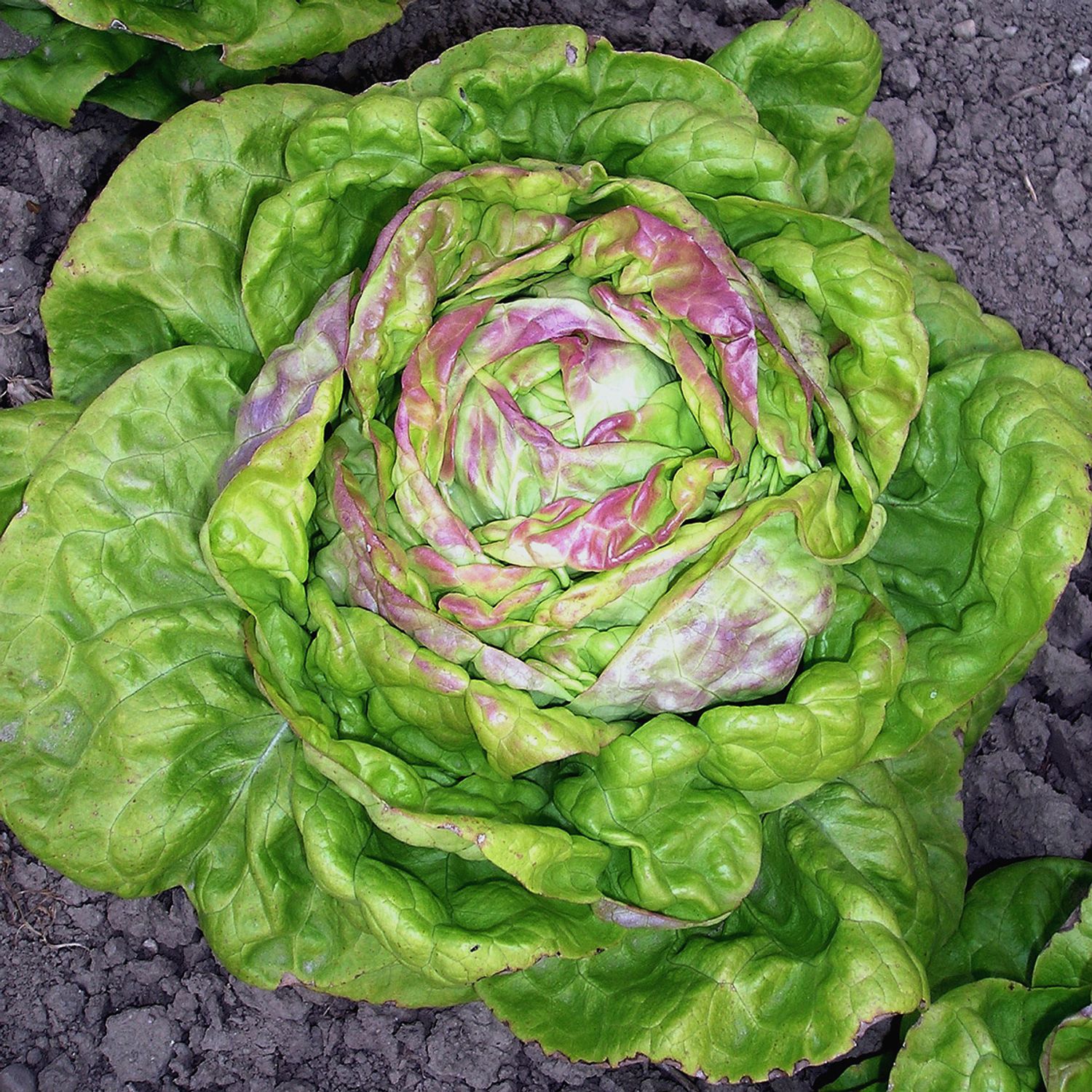 Maikönig (Lactuca sativa) Samen