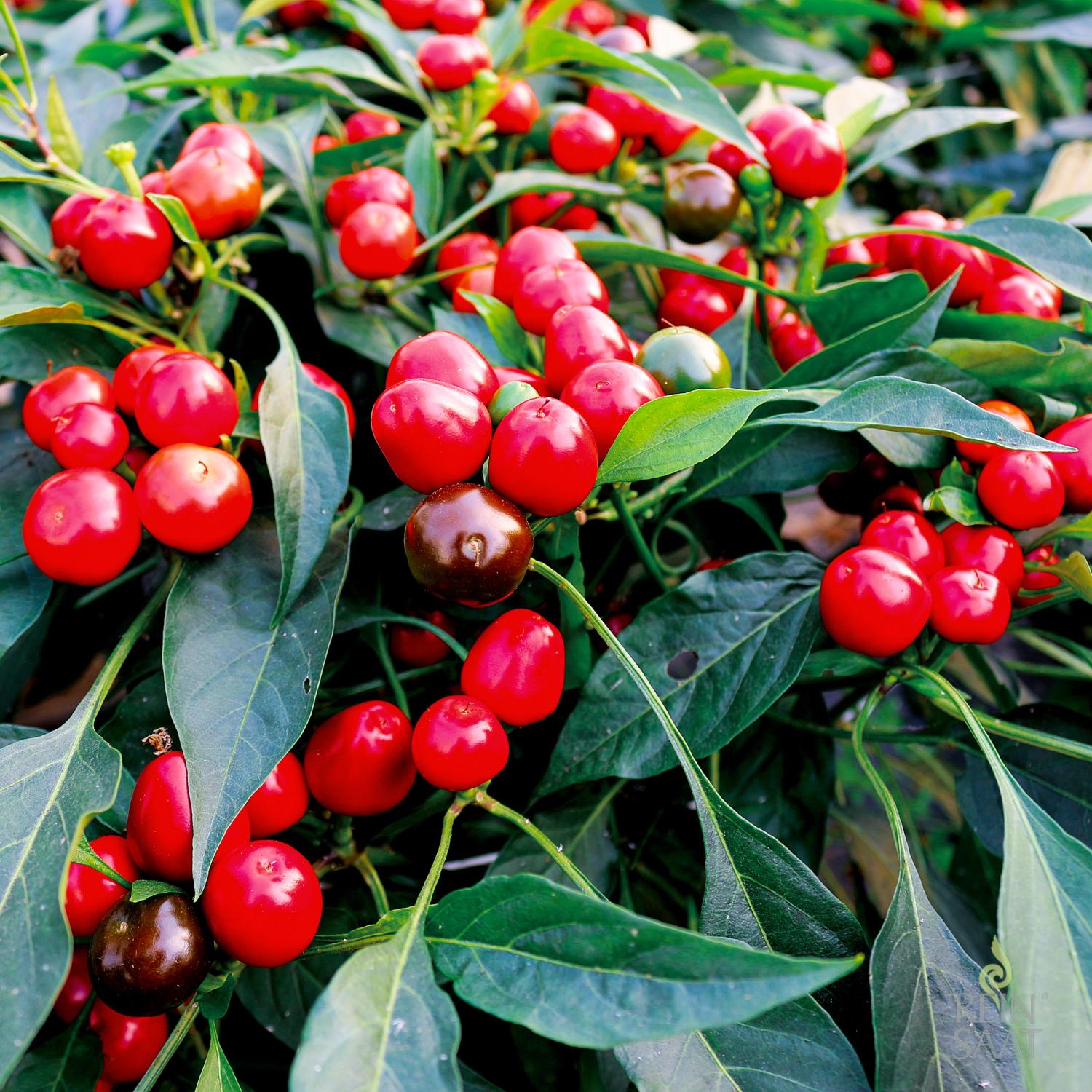 Red Cherry Small (Capsicum annuum) Samen