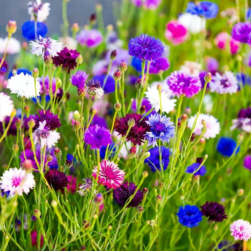 Kornblume Farbmischung  Kornblumen - Altes & historisches Saatgut