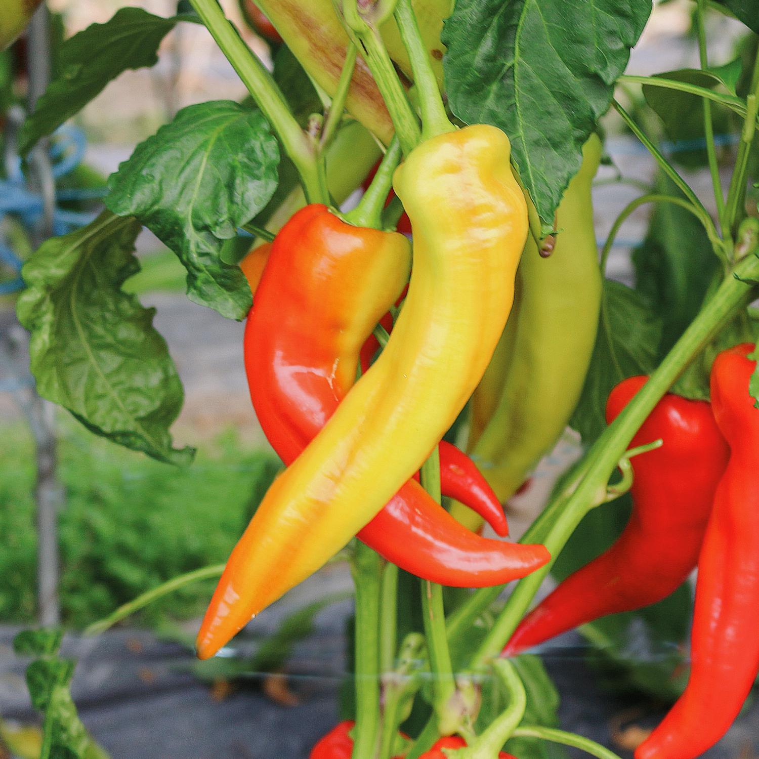 Yesil Tatli (Capsicum annuum) Samen