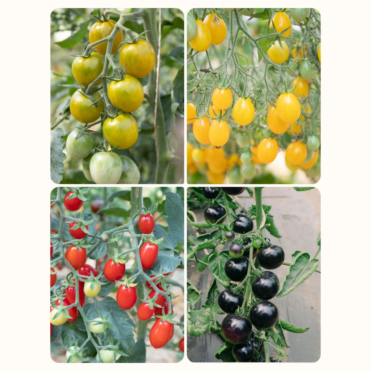 Set: Bunte Mischung Samen