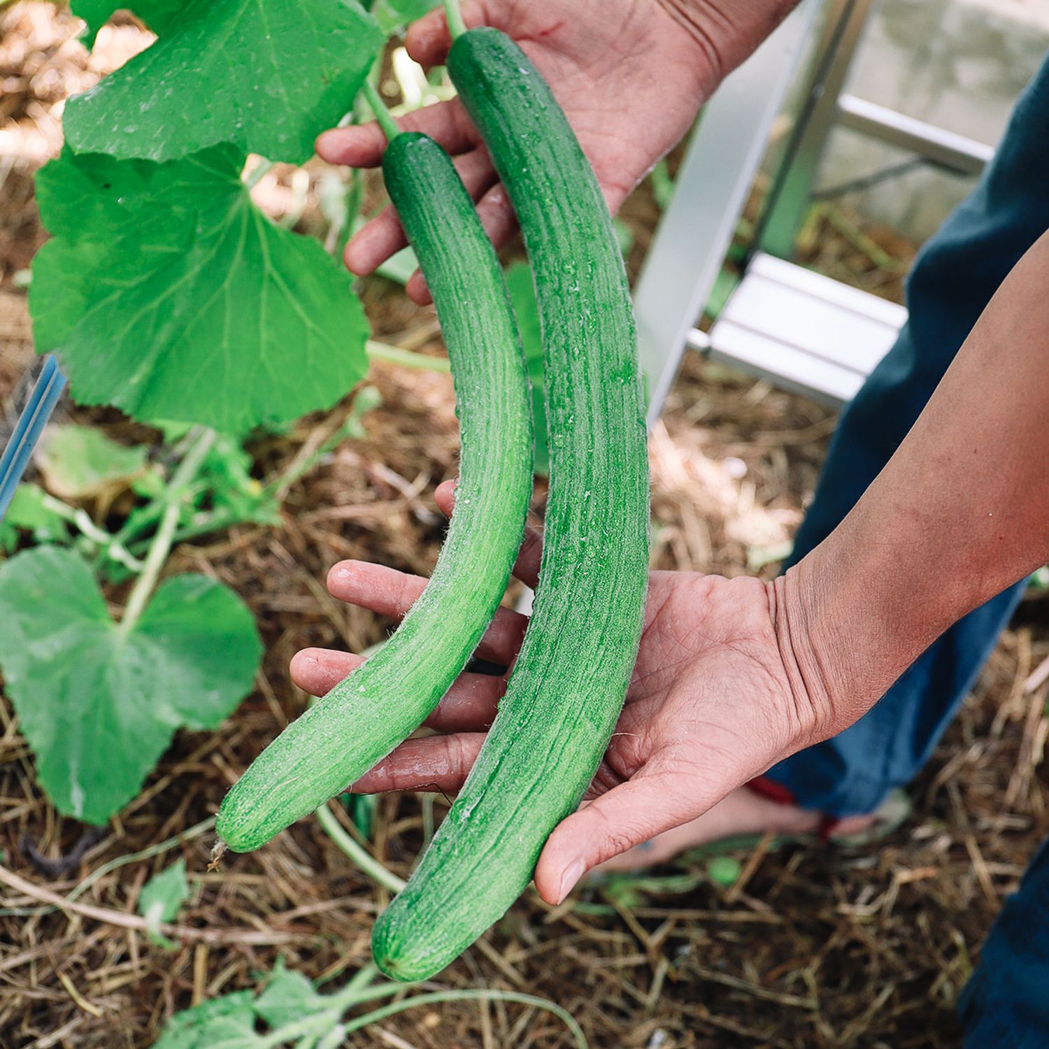 Armenische Gurke (Cucumis melo) Samen