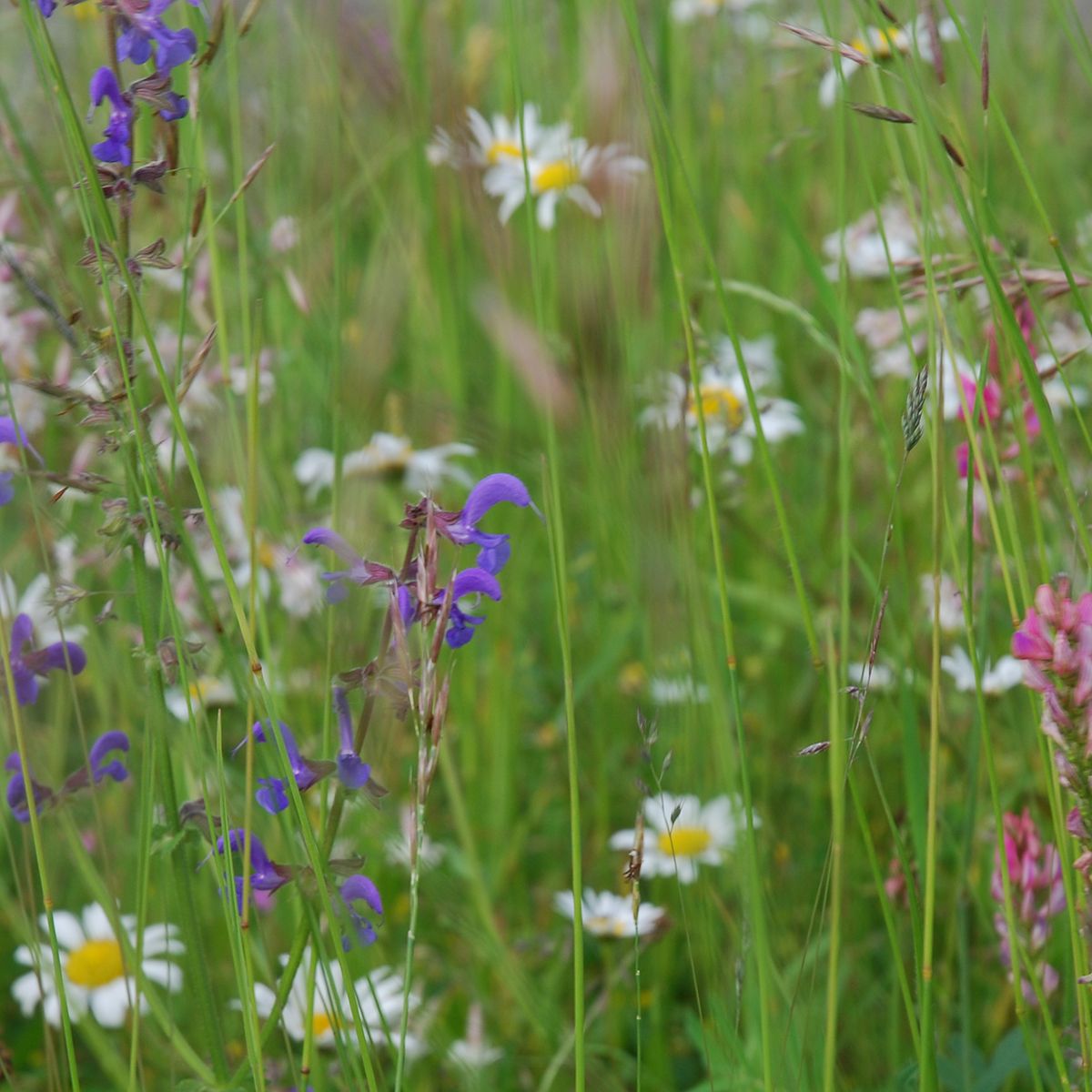 Wildblumenrasen  Wildblumenmischung - Altes & historisches Saatgut
