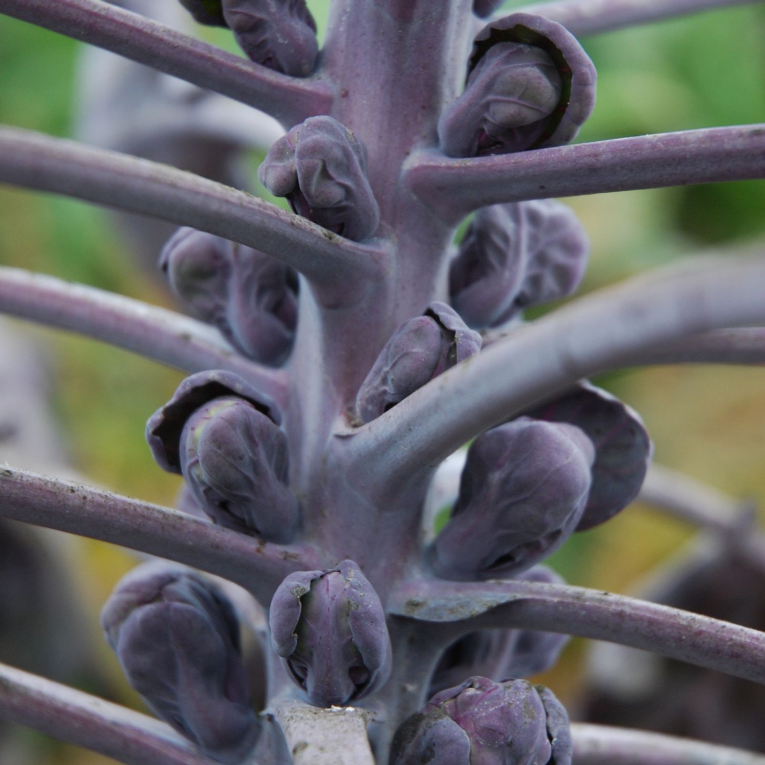 Rubine (Brassica oleracea var. gemmifera) Samen