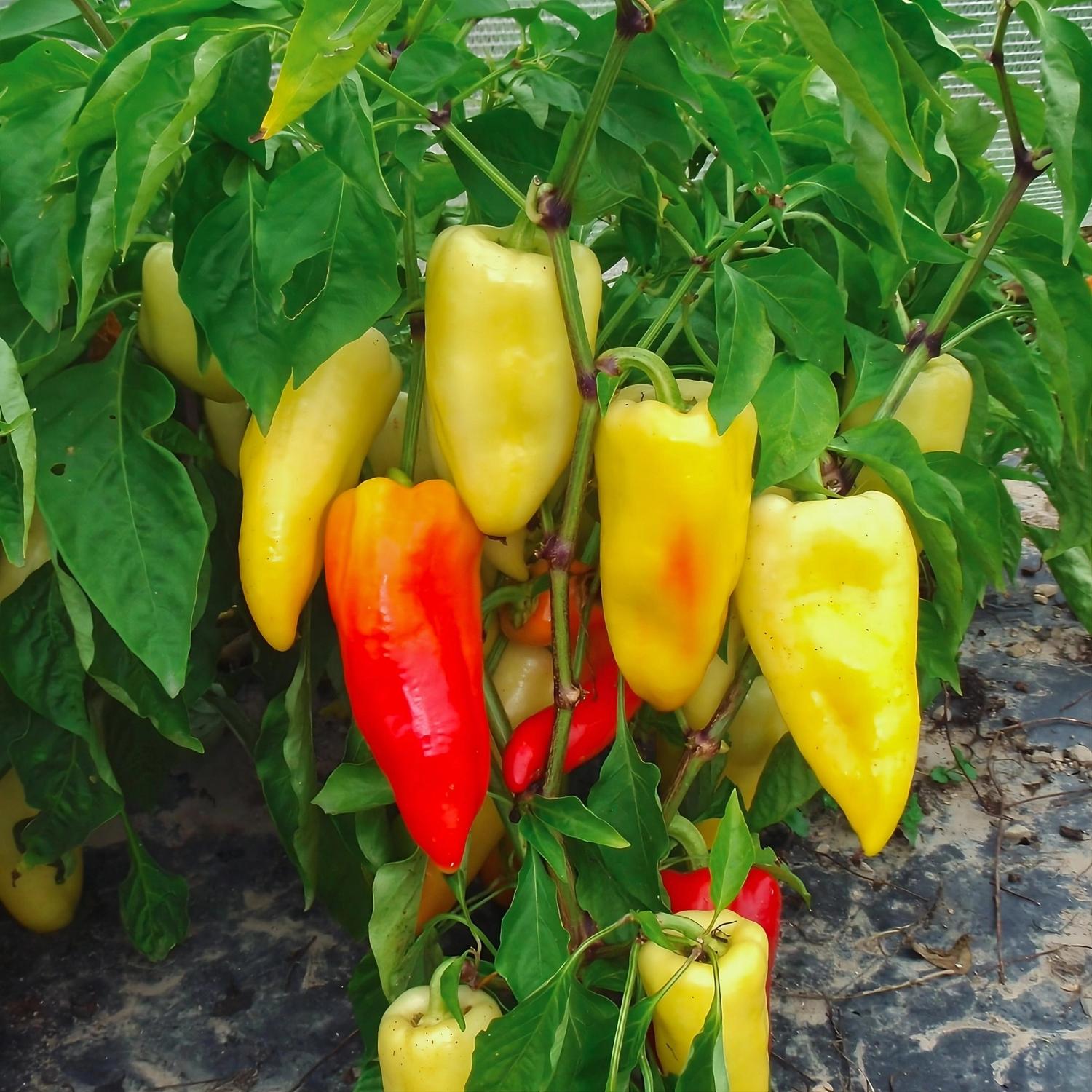 Ferenc Tender (Capsicum annuum) Samen