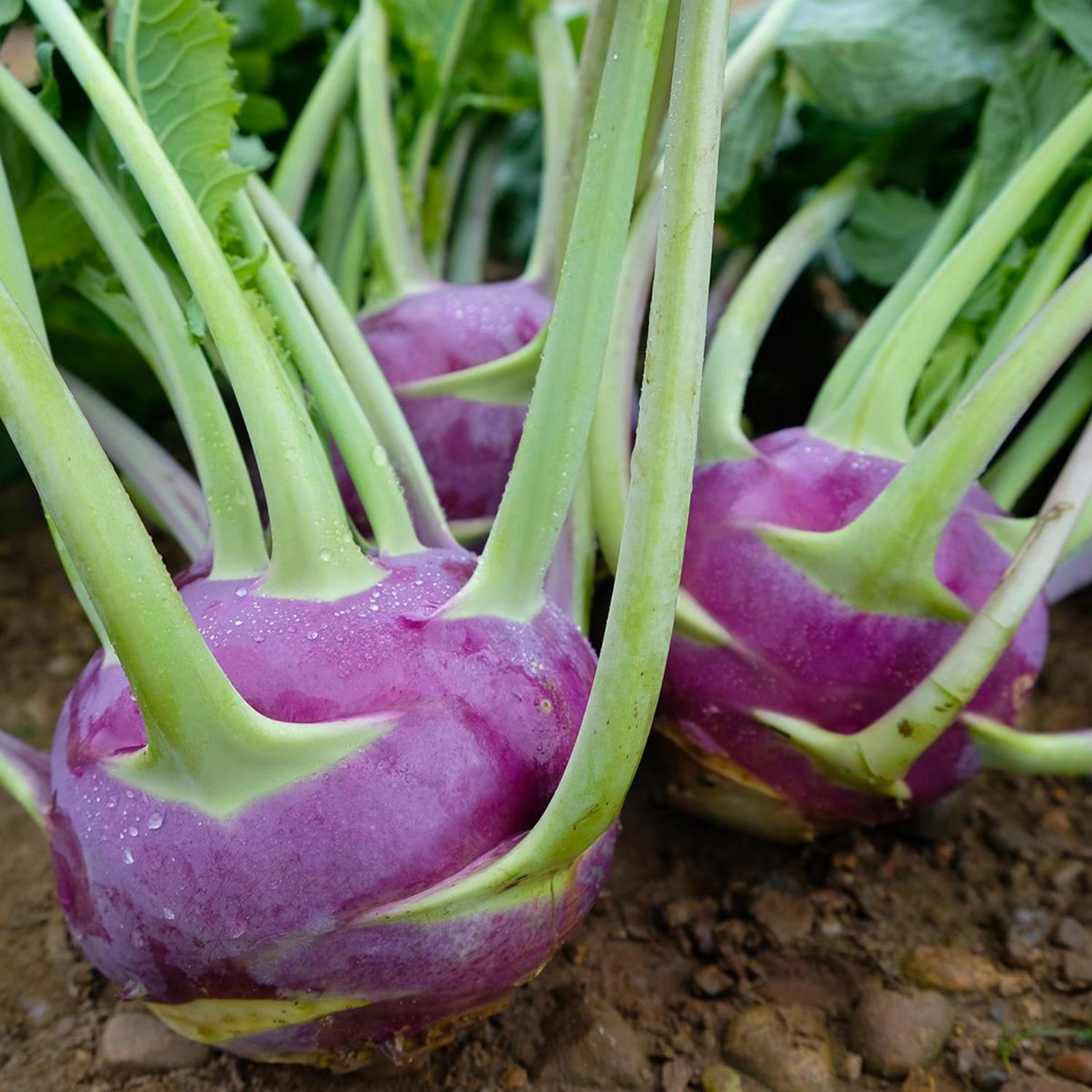 Dyna (Brassica oleracea var. gongylodes) Samen