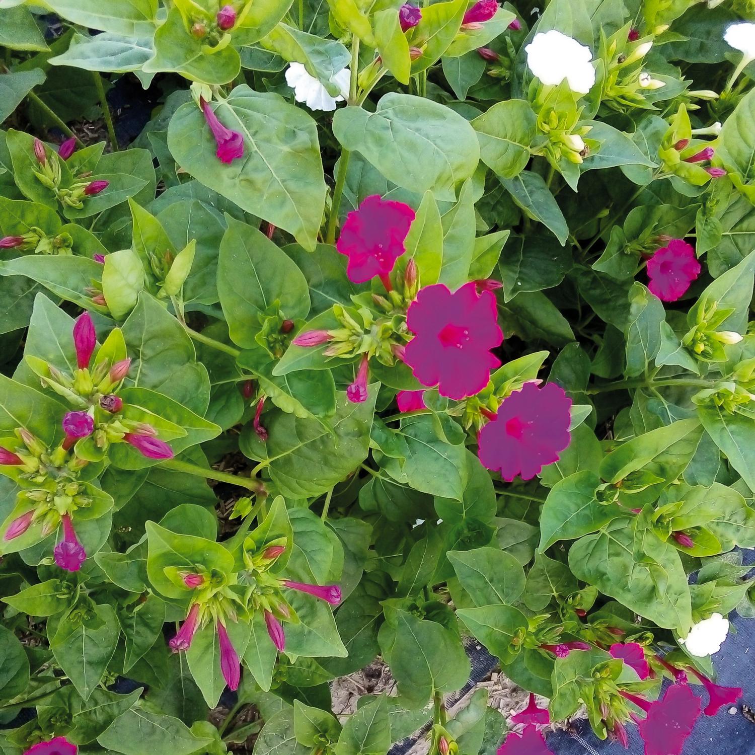 Wunderblume Belle de nuit (Mirabilis jalapa) Samen