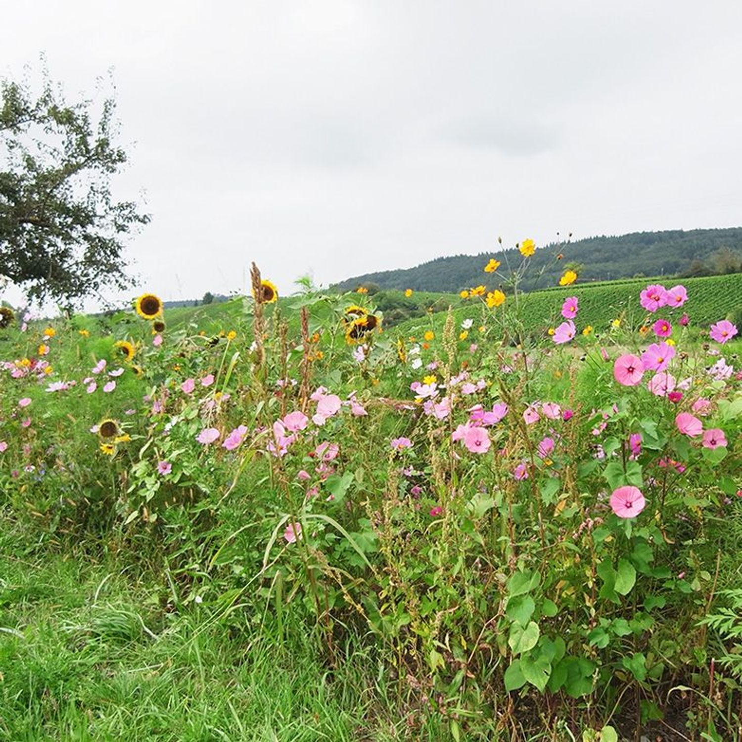 Bauerngarten Samen