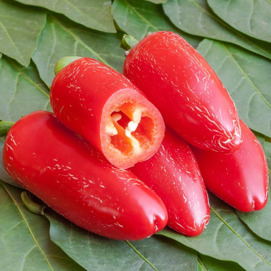 Jalapeño Ruben (Capsicum annuum) Samen