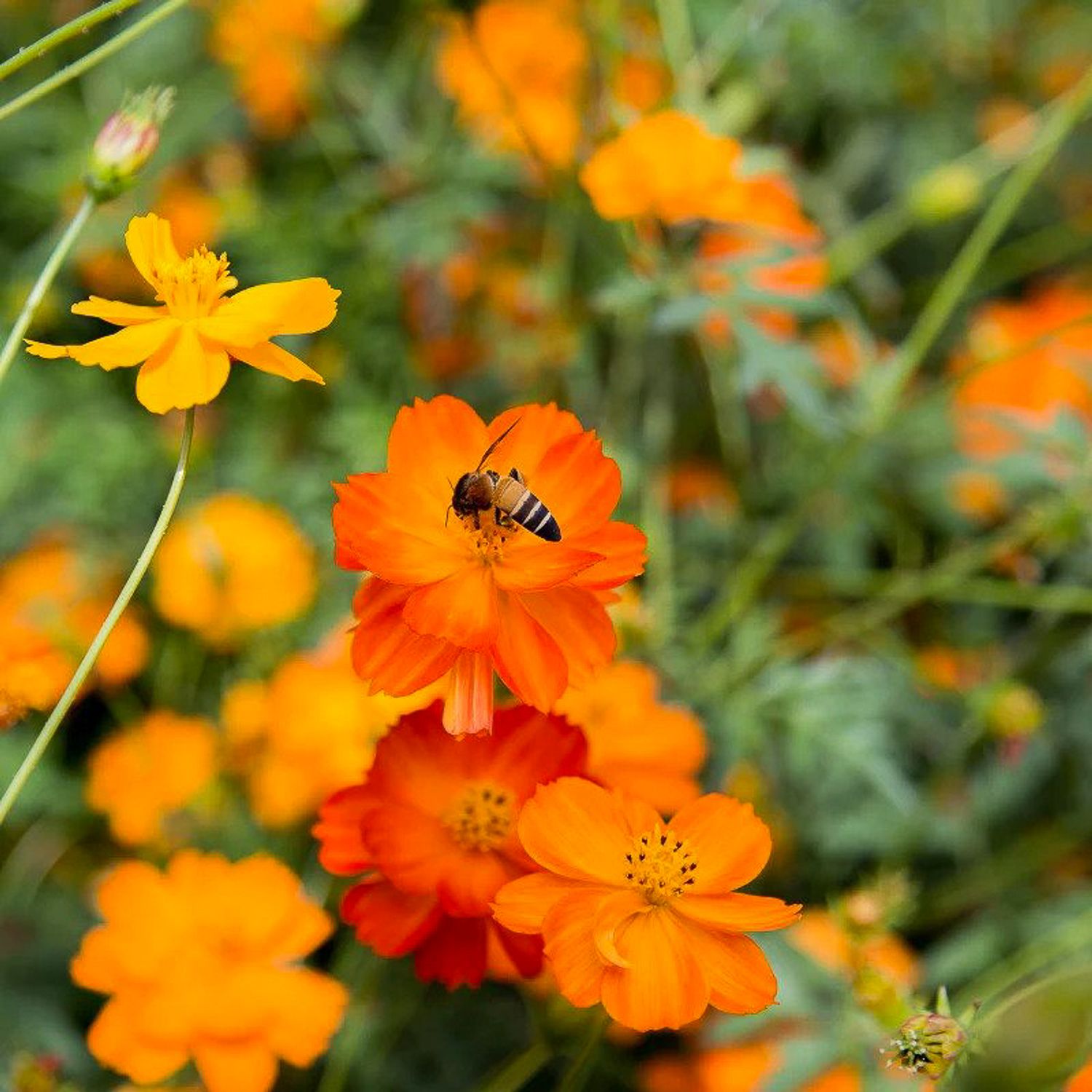 Cosmea Orange (Cosmos sulphureus) Samen