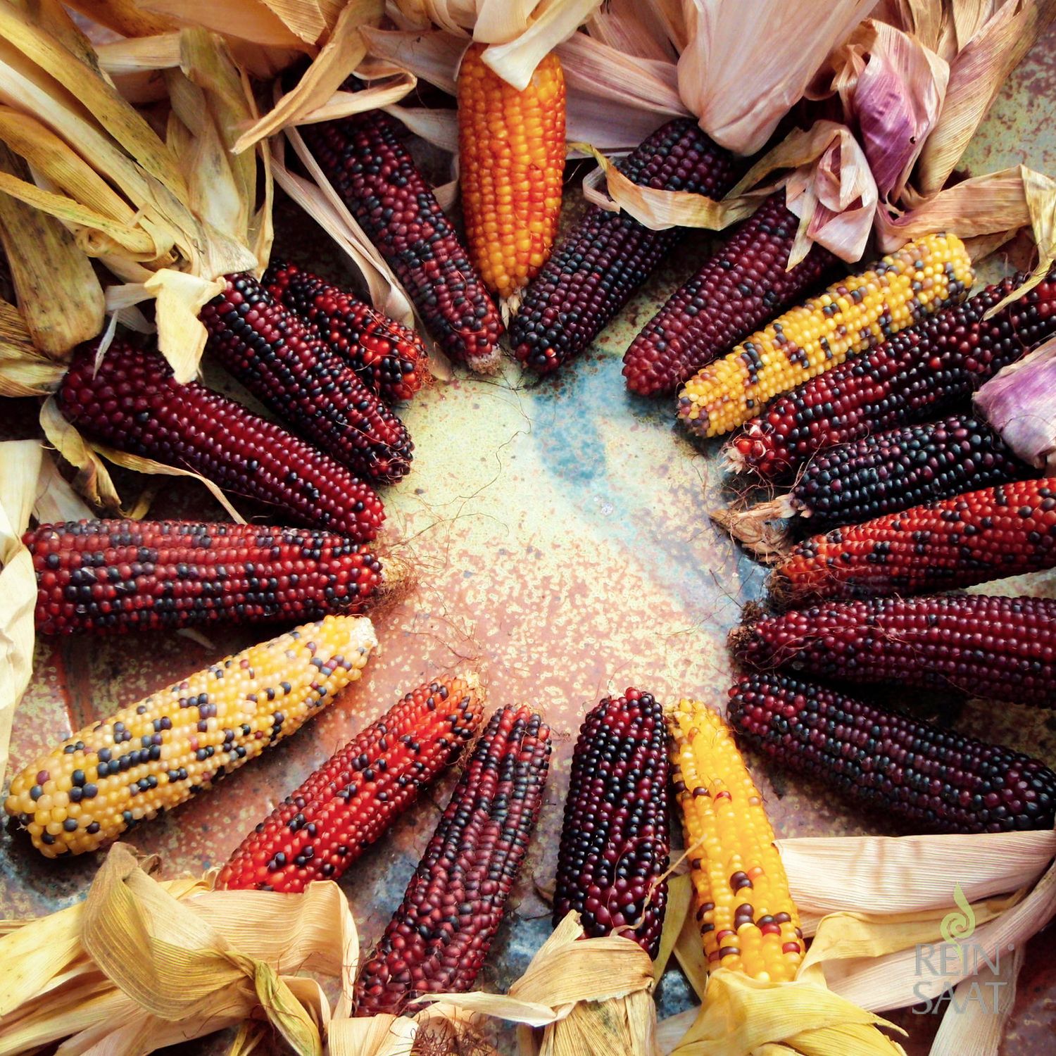 Karibik-Mischung (Zea mays japonica) Samen