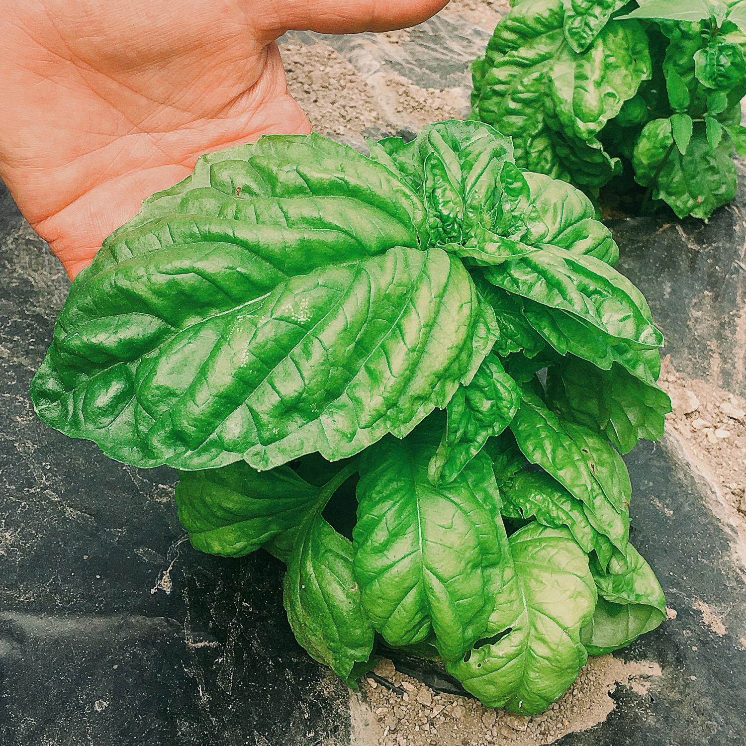 Basilikum a foglia di lattuga (Ocimum basilicum) Samen