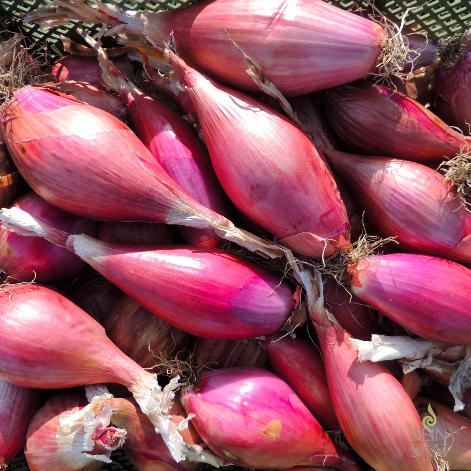 Rossa lunga di Firenze (Allium cepa) Samen