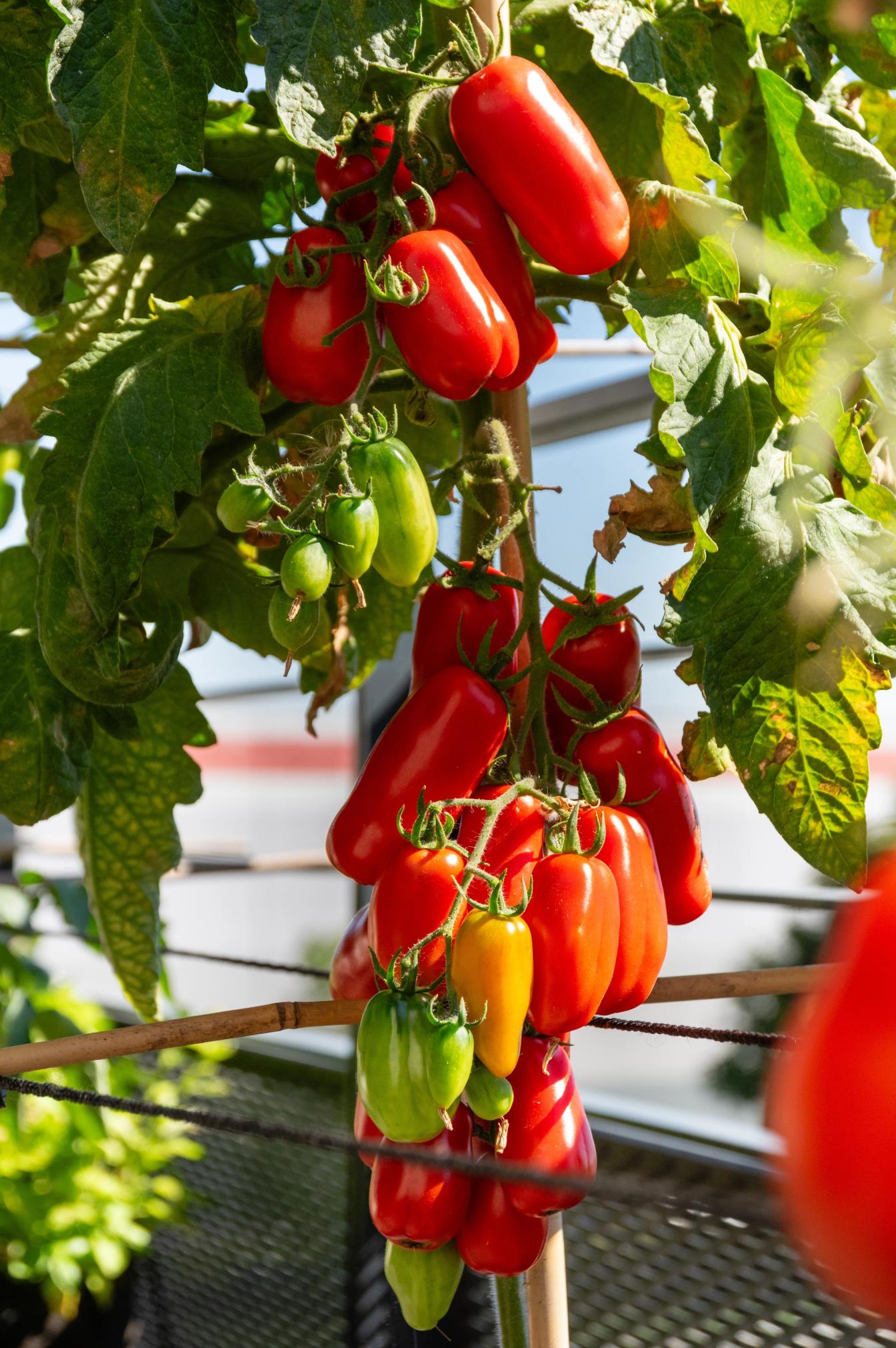 Früchte der San Marzano Tomate