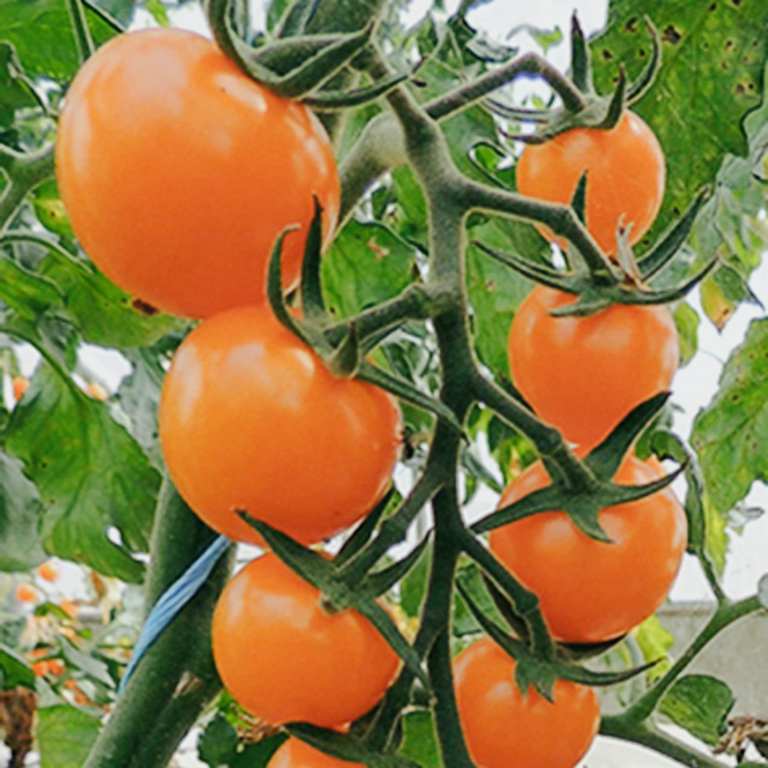 Lillit (Solanum lycopersicum) Samen