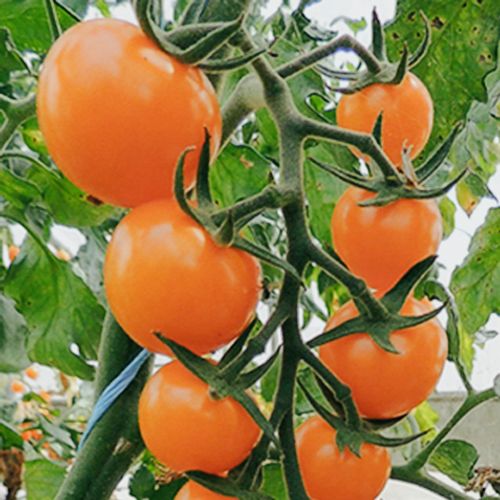 Tomaten "Lillit"