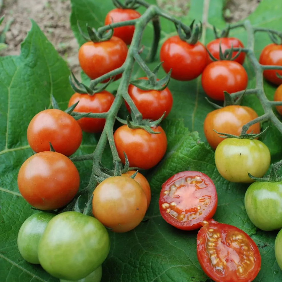BIO-Tomatensamen ‚Olena Ukrainian‘ – Rosa Fleischtomate, Extra Frühe Ernte & Ertragreich