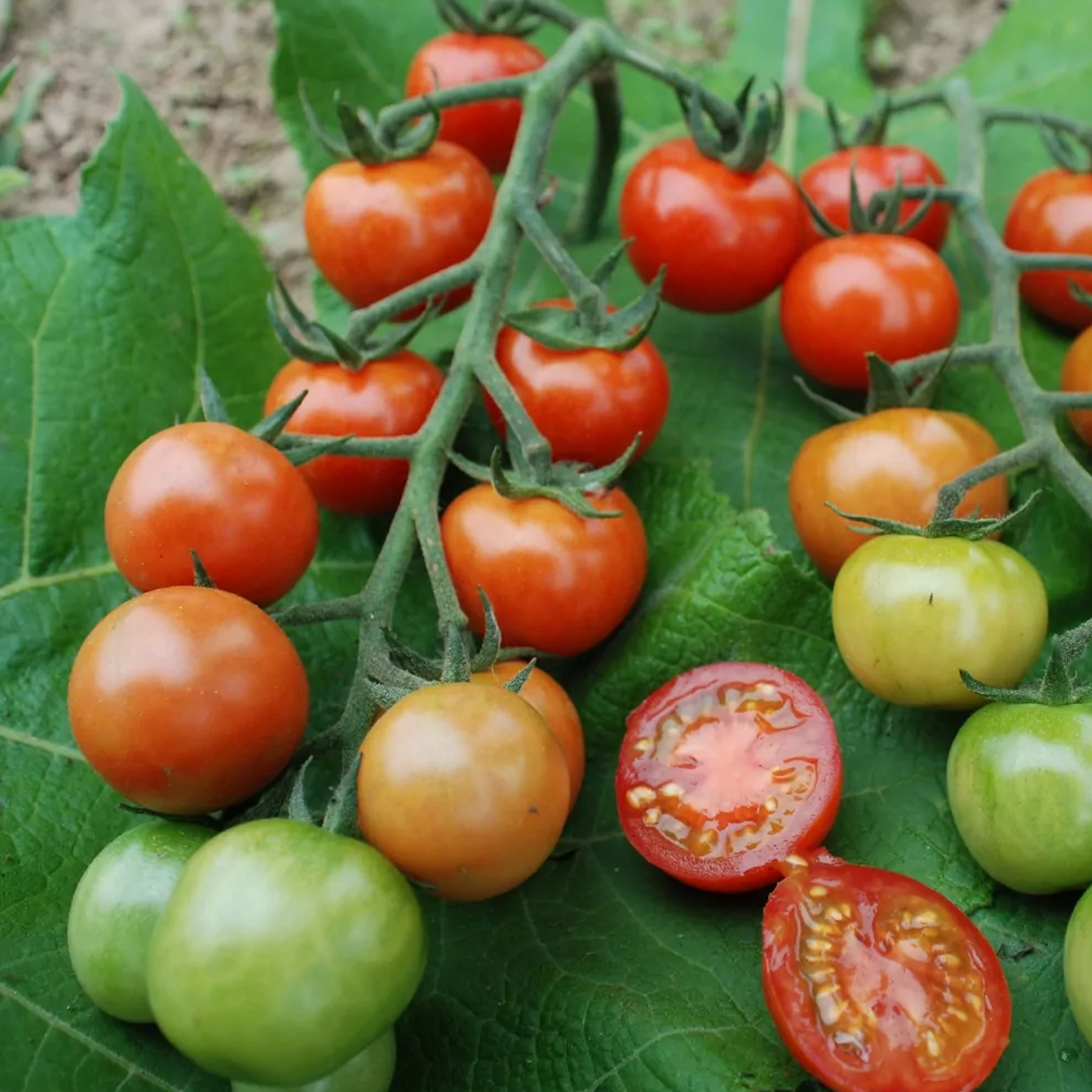 Primabella (Solanum lycopersicum) Samen