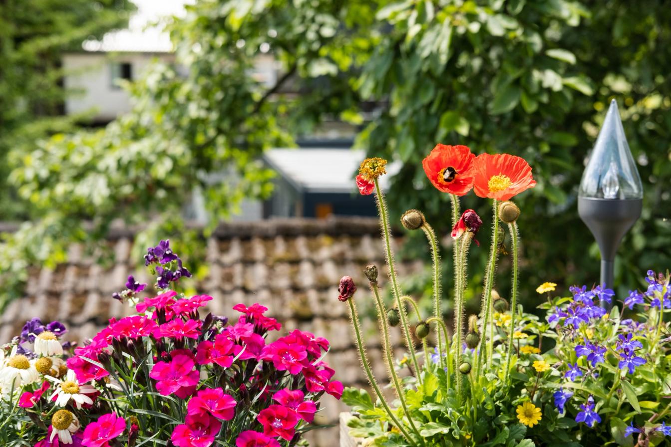 Klatschmohn als Bienenweide auf dem Balkon