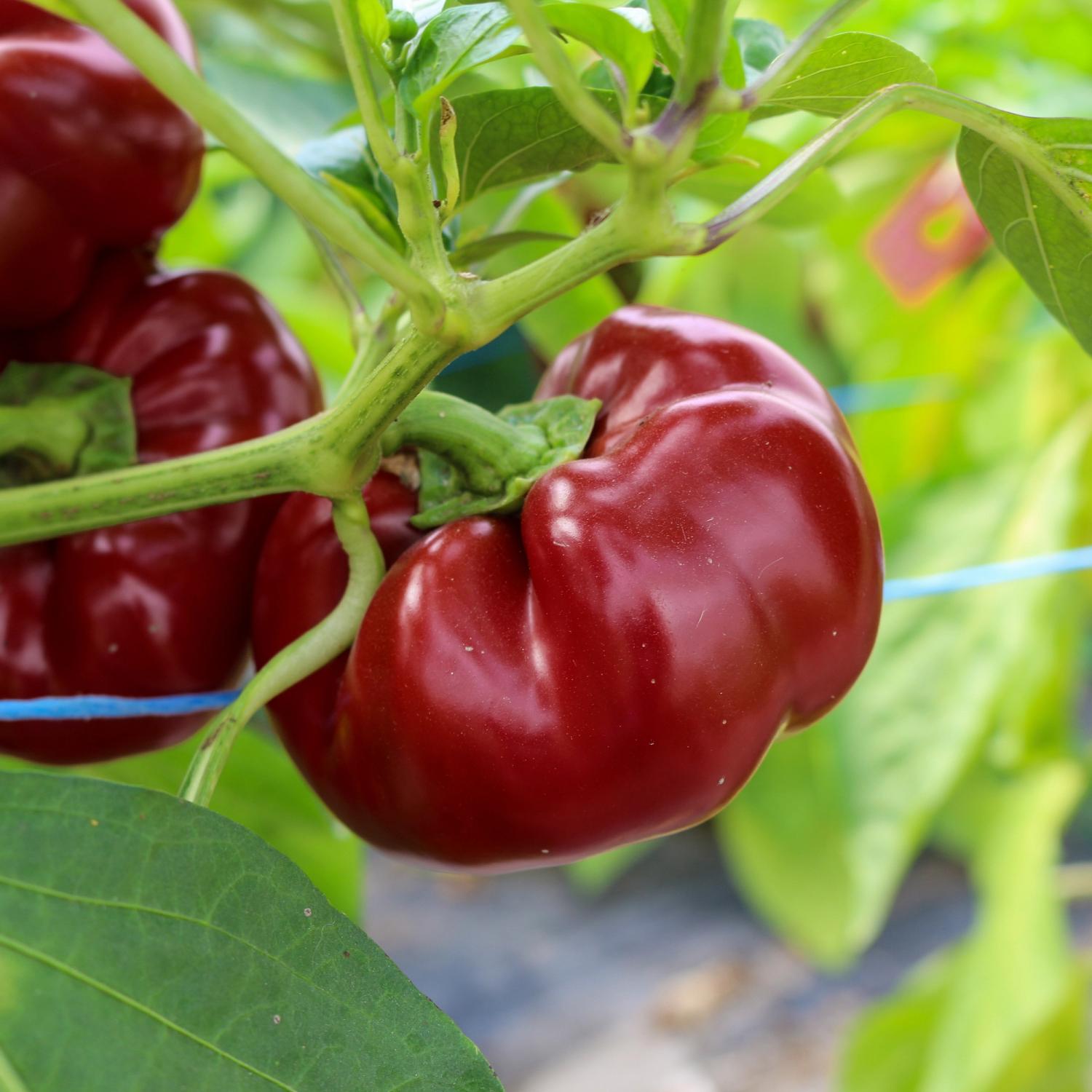 Runa (Capsicum annuum) Samen