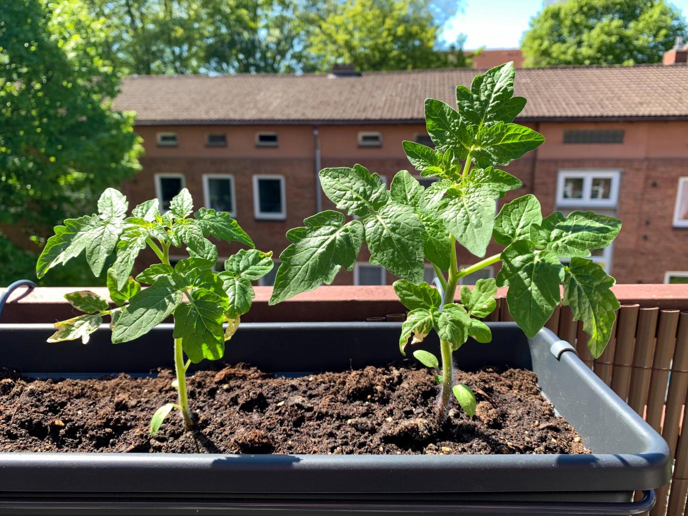 Tomate wächst in einem Topf auf dem Balkon