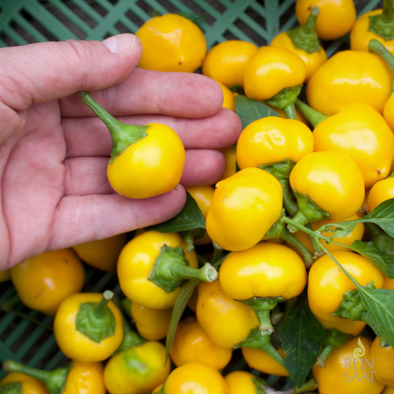 Bonbon Pfefferoni (Capsicum frutescens) Samen