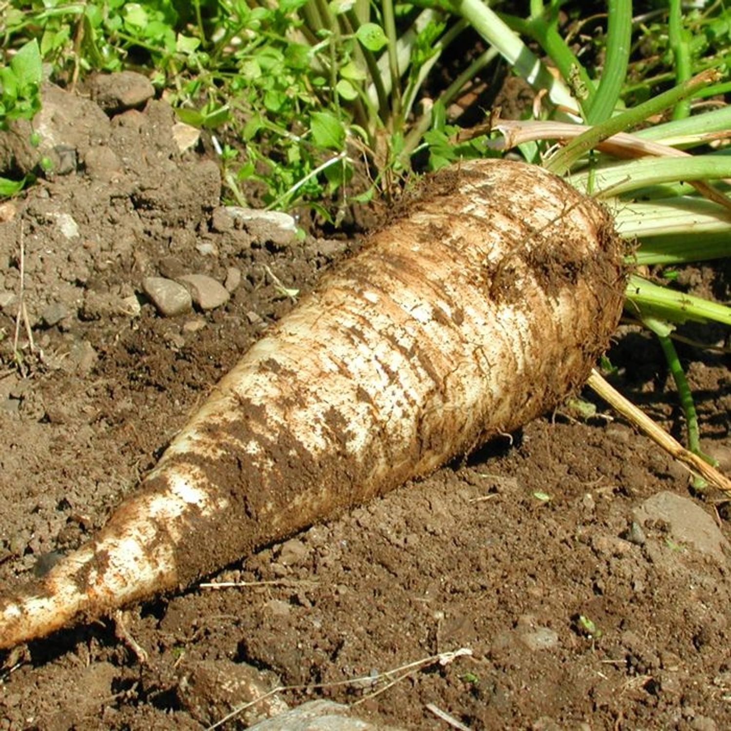 Wurzelpetersilie (Petroselinum crispum tuberosum) Samen