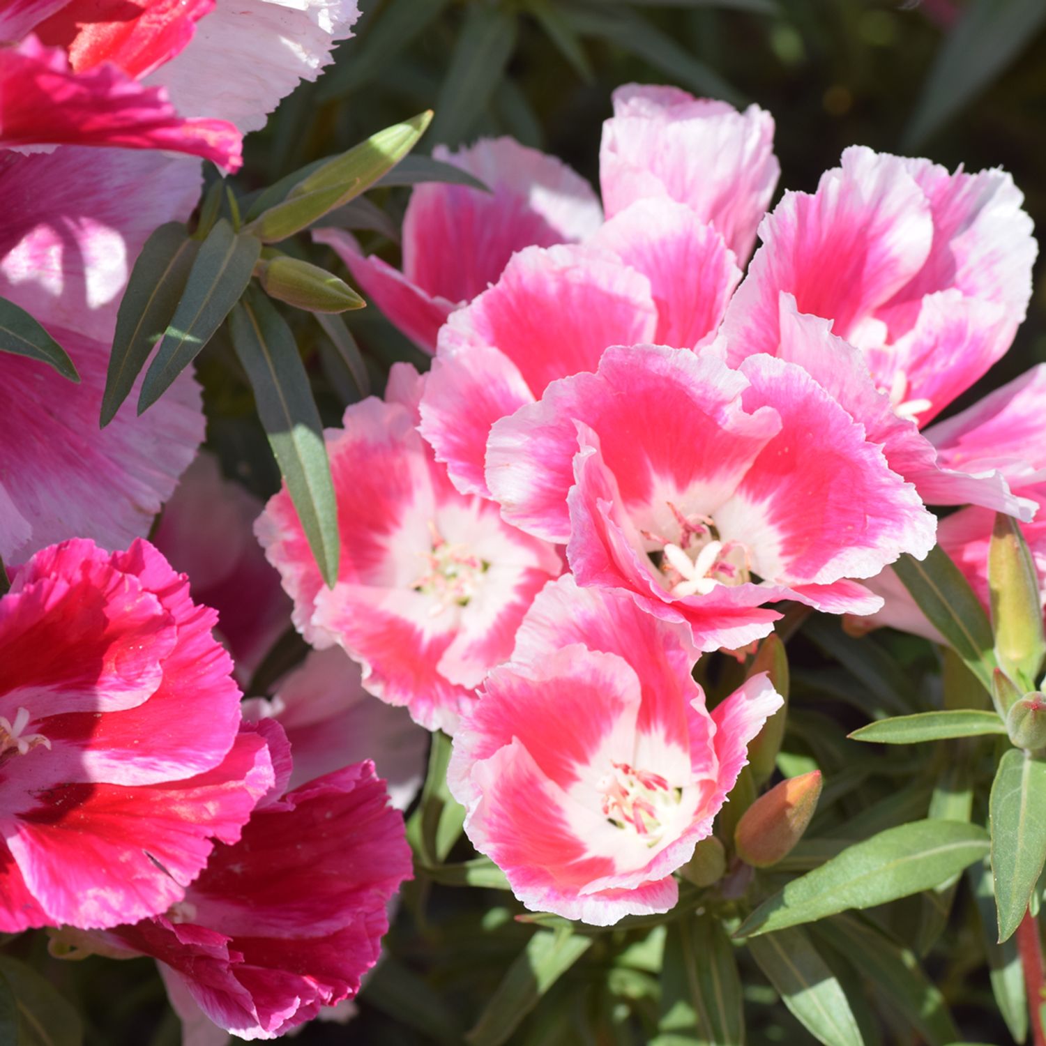 Atlasblume Azaleenschau (Clarkia amoena) Samen