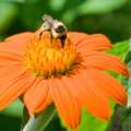 Vorschaubild 1 von Mexikanische Sonnenblume