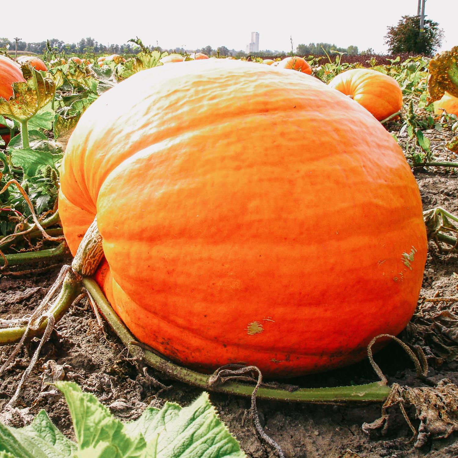 Atlantic Giant (Cucurbita maxima) Samen