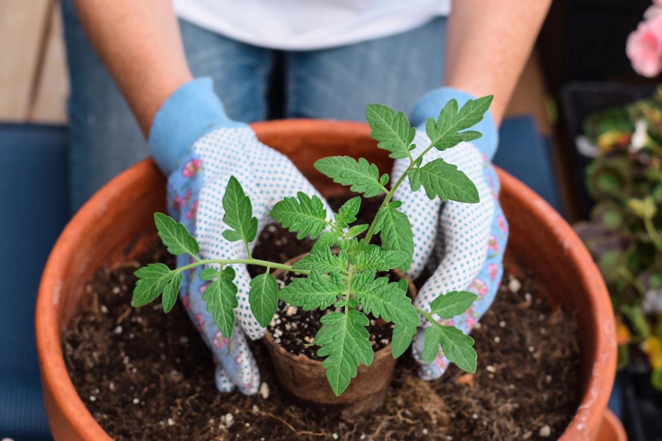 Tomatenpflanze wird in einen Topf gepflanzt