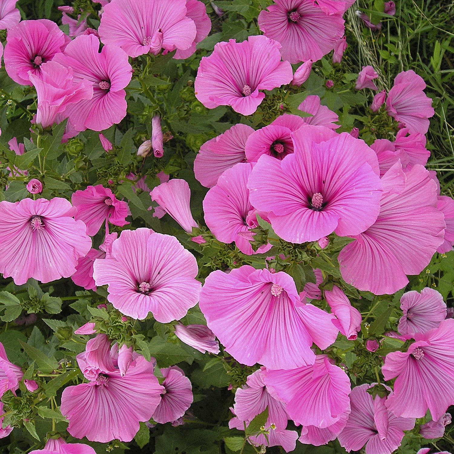 Bechermalve (Lavatera trimestris) Samen