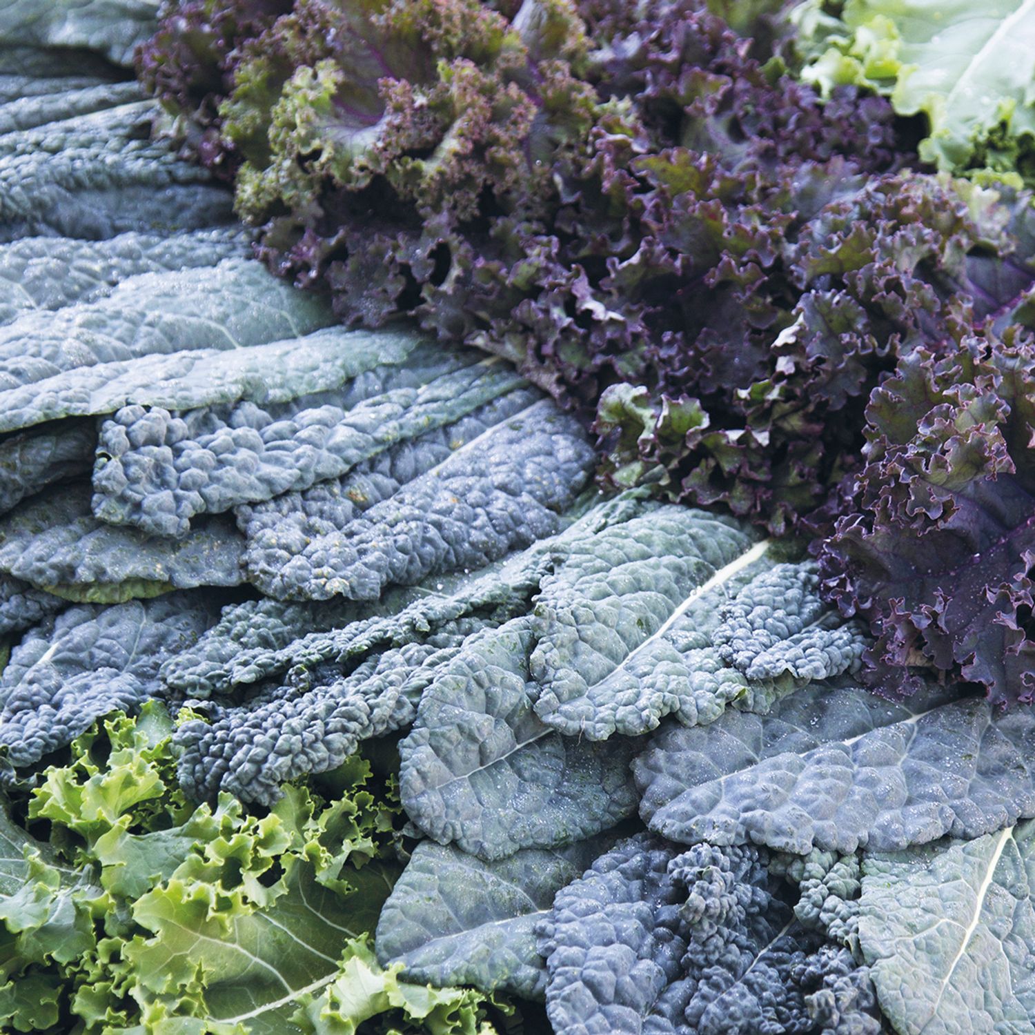 Grünkohl Mischung (Brassica oleracea var. sabellica) Samen