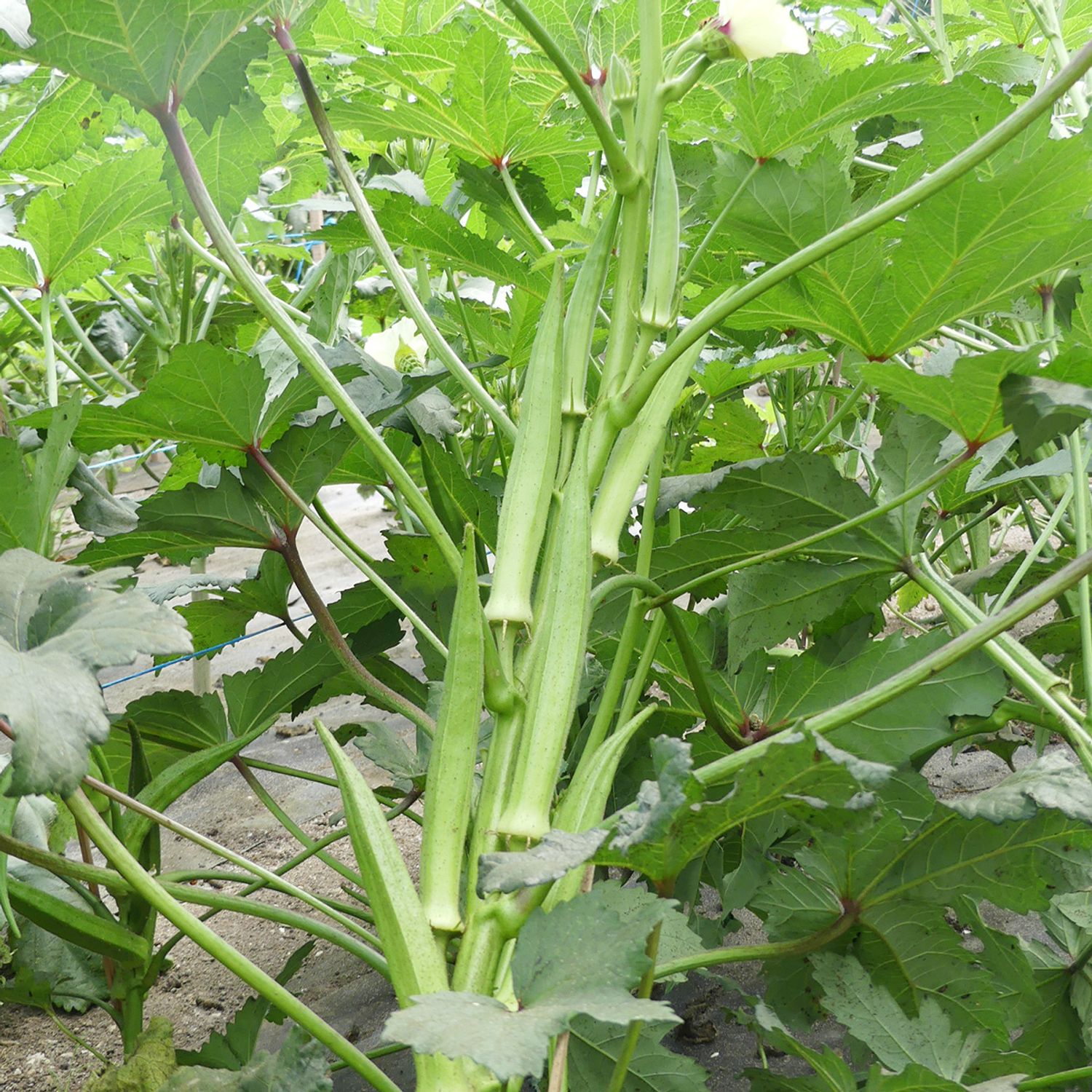 Pabhoi (Abelmoschus esculentus) Samen