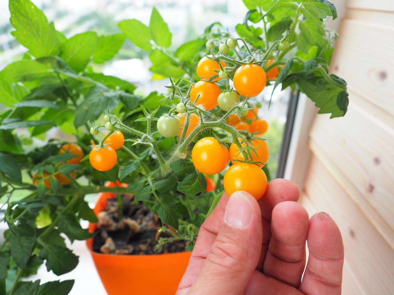 Orangene Cherrytomate auf dem Balkon