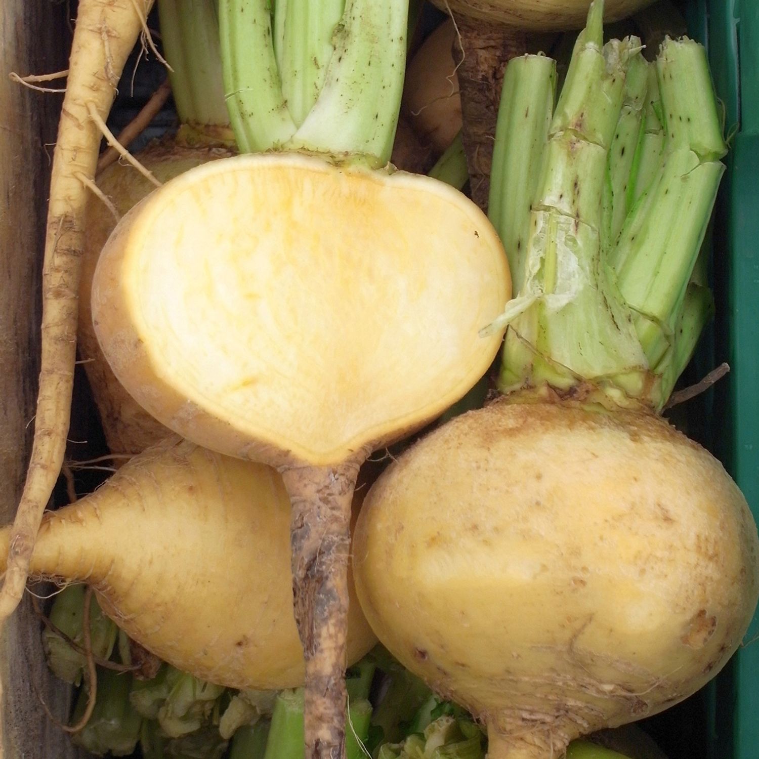 Golden Ball (Brassica rapa rapa) Samen