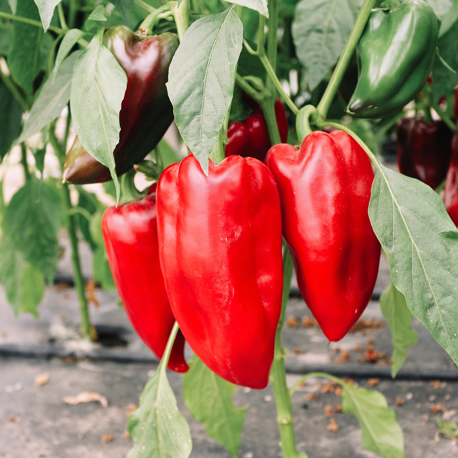 Karmen (Capsicum annuum) Samen