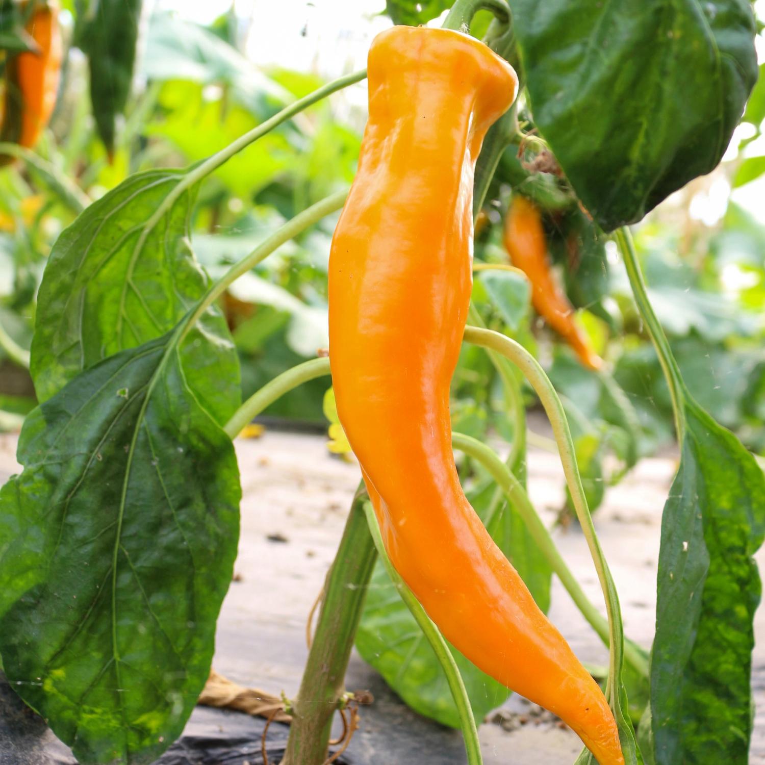 Corno giallo (Capsicum annuum) Samen